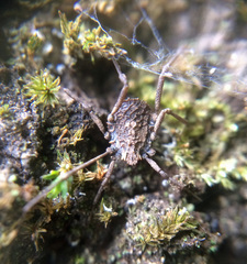 Ortholasma rugosum
