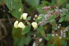 Calceolaria velutinoides