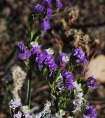 Limonium sinuatum sinuatum