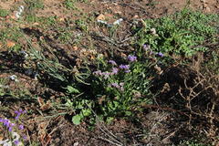 Limonium sinuatum sinuatum