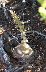 Crassula hemisphaerica
