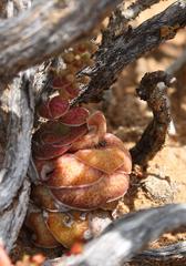 Crassula hemisphaerica