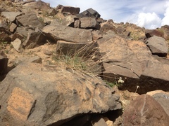 Elymus scribneri
