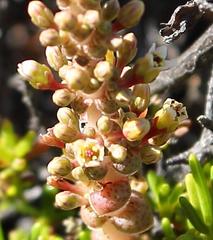 Crassula hemisphaerica