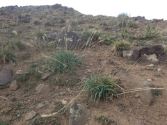 Elymus scribneri