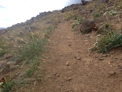 Elymus scribneri
