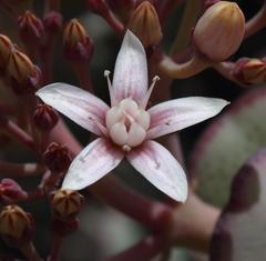 Crassula arborescens arborescens