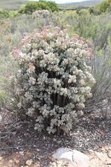 Crassula arborescens arborescens