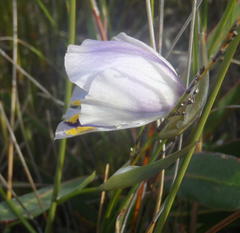 Gladiolus patersoniae