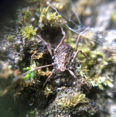 Ortholasma rugosum