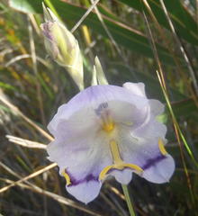 Gladiolus patersoniae