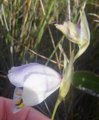 Gladiolus patersoniae