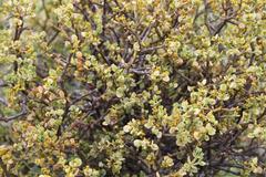 Viscum rotundifolium