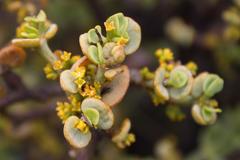 Viscum rotundifolium