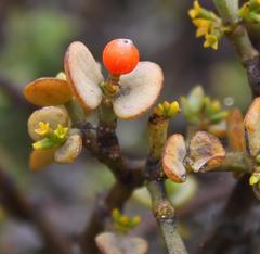 Viscum rotundifolium
