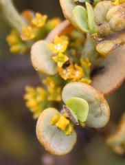 Viscum rotundifolium