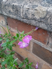 Epilobium hirsutum