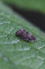 Deferunda rubrostigma