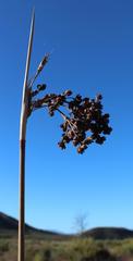 Juncus acutus leopoldii