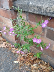 Epilobium hirsutum