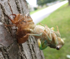 Megatibicen pronotalis