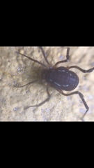 Holovonones compressus