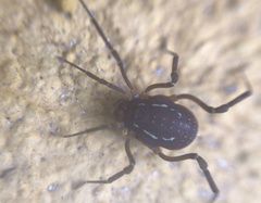 Holovonones compressus