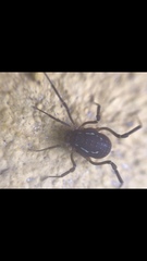 Holovonones compressus