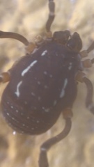 Holovonones compressus