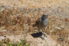 Cercotrichas coryphoeus