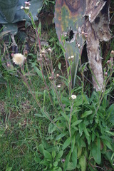 Noticastrum