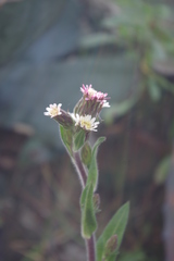 Noticastrum