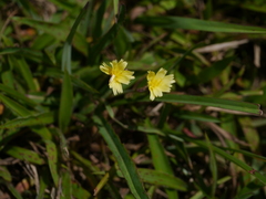 Launaea procumbens