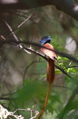 Terpsiphone viridis plumbeiceps