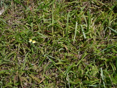 Launaea procumbens