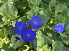 Ceratostigma