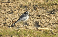 Motacilla alba