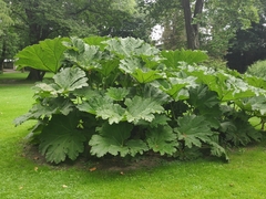 Gunnera manicata