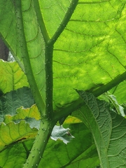 Gunnera manicata