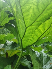 Gunnera manicata