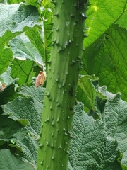 Gunnera manicata