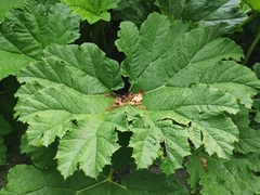 Gunnera manicata