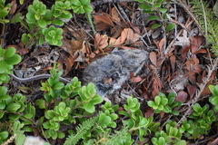 Peromyscus arcticus