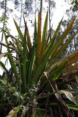 Furcraea andina