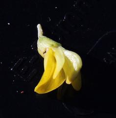 Aspalathus spinosa flavispina