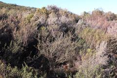 Aspalathus spinosa flavispina