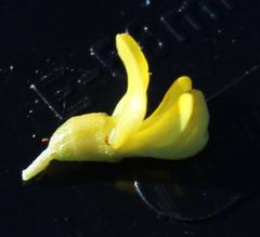 Aspalathus spinosa flavispina