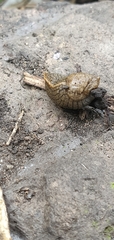 Tandonia budapestensis