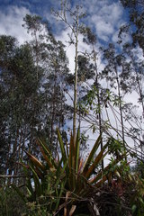 Furcraea andina