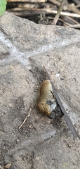 Tandonia budapestensis